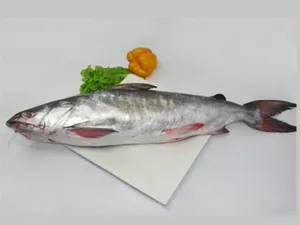 Thedu  / Catfish- 1 KG