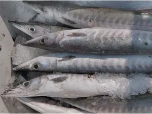 Sheelavu/ barracuda-1.500kg