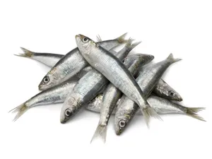 big Mathy/ Sardine- 1kg