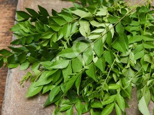 Curry leaves-100gm