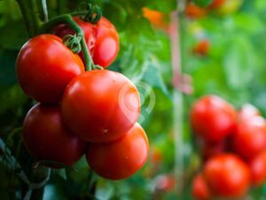 Tomato- 500gm